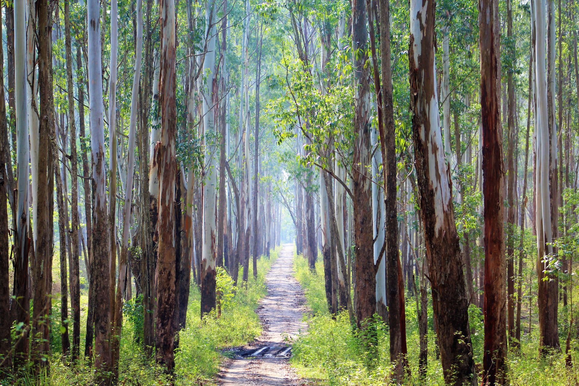 Coorg, Kabini, Wayanad (Ex-Bangalore / Mysore)